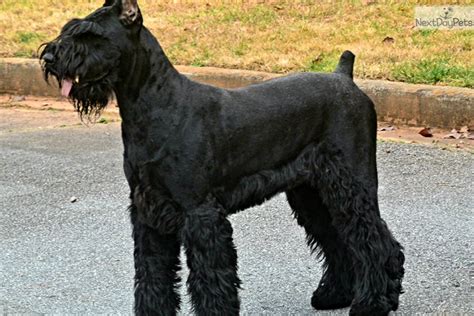 Delivery is from two months of age. . Giant schnauzer for sale craigslist near new jersey